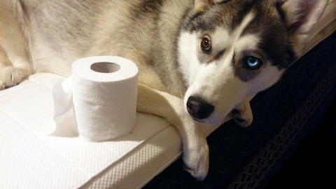 Husky caught destroying toilet paper - can't hide guilt