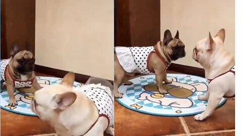 Dog vs dogi dog papa and soin 🤣