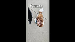 GEORGE