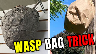 🌐Life Hack - Best way to get rid of WASP - Paper Bag or Gasoline🐝