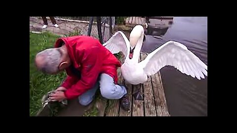 This Baby Swan Rescued by a Heroic Man, What Happened Next Was Surprising