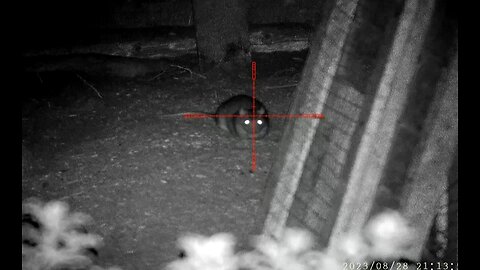 60+ rats - Non stop ratting action - Pard nv008p lrf - night vision rat hunting