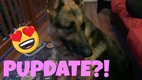 October GSD Puppy Update: How Many Puppies Will Sadie Kaja Have?!