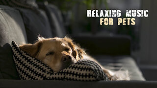Soothing Calm Relaxing Music for Pets, Dogs Cats, Parrot... Deep Soothing Music for Anxious