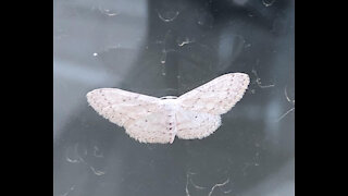 Butterfly insects, Butterflies Flying in Slow Motion HD beautiful in my hair salon , hd,
