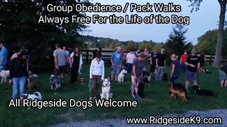 Dog Group Obedience Training and Pack Walk
