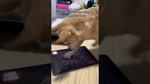 Funny dog playing tablet😂😂😂