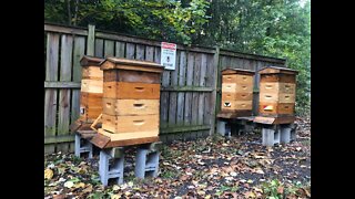 How to reduce honeybee hives for winter.