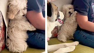 A small puppy is afraid to befriend a bigger dog