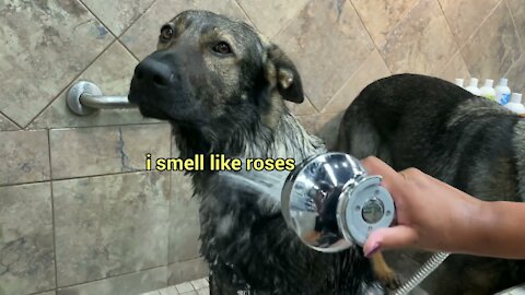 Bathing My Two German Shepherds