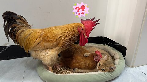 funny video of hen and cat