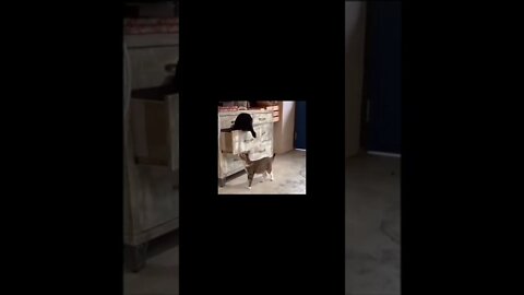 Funny Cat, Naughty Cat , #Shorts#shortvideos #funnycat #naughtycat #freefunnyanimalvideo