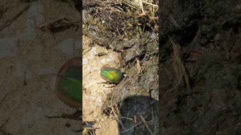 Fig Eater Beetle