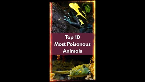 Top 10 Most Poison Animal in the World