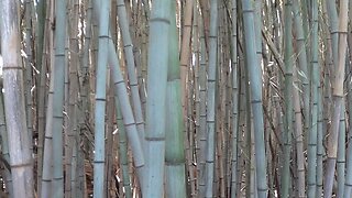 Bamboo (2017)