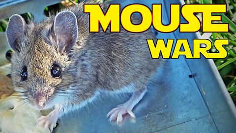 🐭 MOUSE INVADERS -- in our RV!