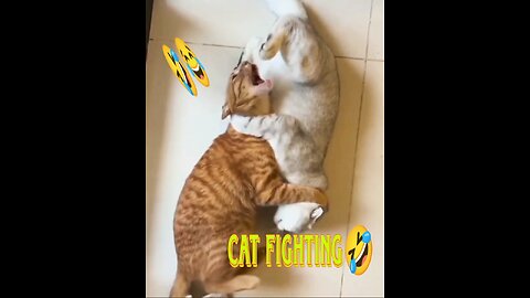 Cat funny video | cat funniest fighting video