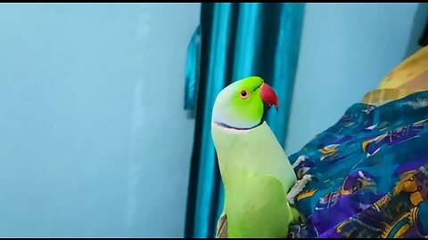 Parrot dancing
