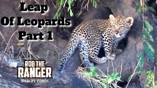 Leap Of Leopards: Mother And Cubs (1): The Den