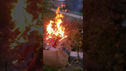 doggo is crazY about fire 🔥 #doggo #outdoors #dog