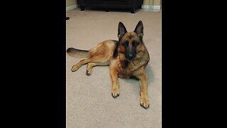 German Shepherd Playing and Training