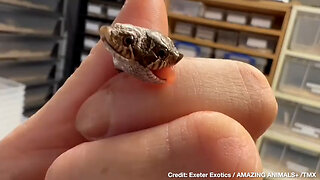 CREEPY... Two-Headed Hognose Snake Alive and Well in U.K. Reptile Store