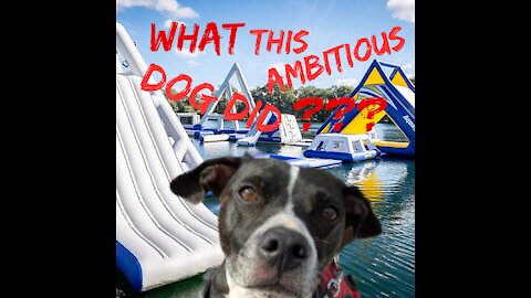 What the most Ambitious Dog did?