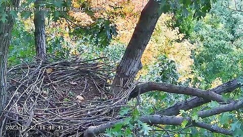 Hays Eagles Mom and V Vocal Comparison in the Attic 10.12.23 16:47-16:50