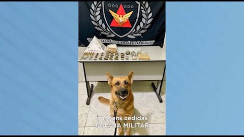 Ipatinga: 240 pinos de cocaína e outras drogas apreendidos com apoio de cão farejador