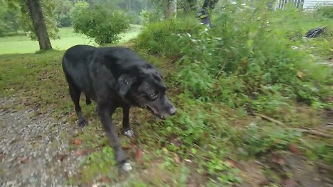 Following My Dog Bruce Around the Farm in the Rain (4K HD ASMR)
