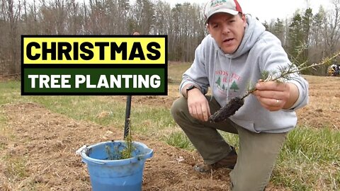 #118 Christmas Tree Planting 2020. Canaan Fir and Concolor Fir Greenhouse Plugs