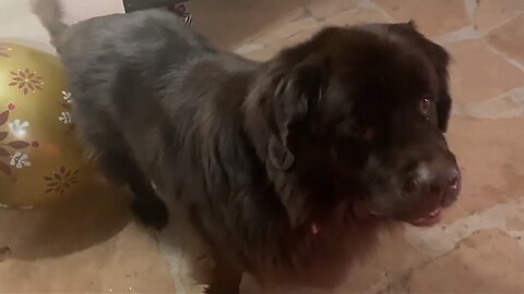 Newfie & Cav play with giant Christmas ornaments