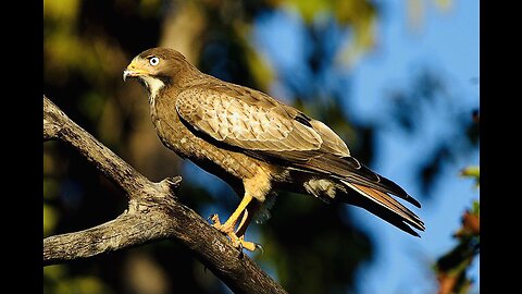 5 Fun Facts About The White-Eyed Buzzard