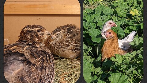 Part 1: How I Started Raising Coturnix Quail | Differences Between Quail And Chickens!