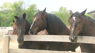 MKE Urban Stables offers horse therapy for youth and veterans