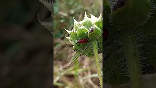 A WEEVIL ON A SUNFLOWER (09/13/23)