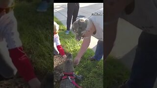 Watch Emotional support alligator barred from attending Phillies game #shorts