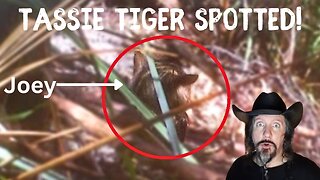 Tasmanian Tiger survived: NOT extinct!