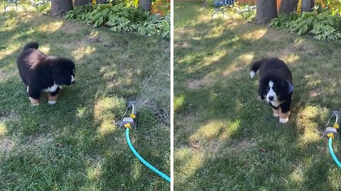 Adorable Bernese Puppy Can't Resist The Sprinkler