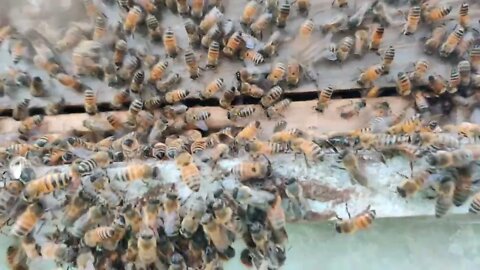 Swarm on the shed