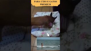 Cama Pet para Cães e Gatos Premium 50cm X 44cm - Sortido@ScanPlay​