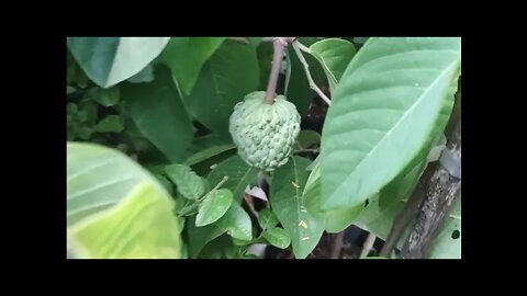 frutíferas produzindo em vaso cajá caqui jabuticaba acerola dovialis doce pinha mirtilo figo manga