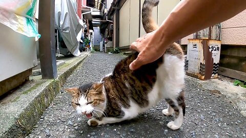 In the back alley, I met a cat with a very weak waist TONTON