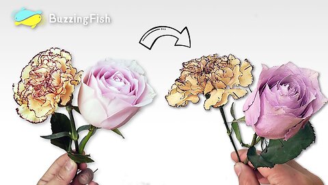 --How to Dry and Preserve Flowers _ Dried Flowers (Rose and Carnations) --