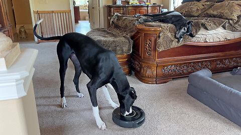 Cat Watches Funny Great Dane Bark & Bounce At Robot Vacuum To Be Quiet