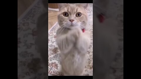 Funniest Videos 2022 😂 Funny Cats 🐱 #cute #cat #short #24