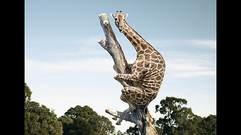Are Giraffes OP?