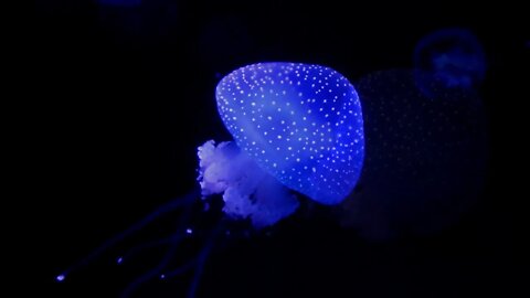 Deep Ocean Life - Jelly Fish