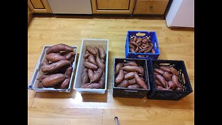 How We cure and store our sweet potatoes 10/16/23