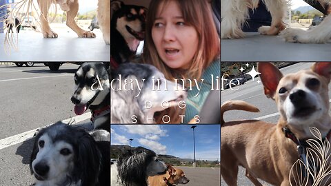 A DAY IN THE LIFE + DOGS SHOTS